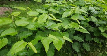 Japanese knotweed