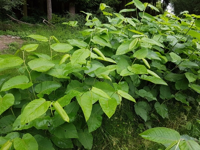 Japanese knotweed