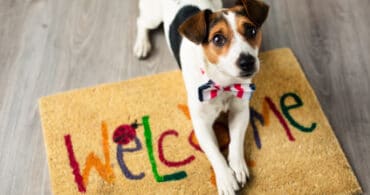 Pet friendly tenancies