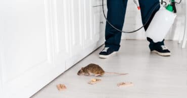 Who is responsible for pest control in a rental property