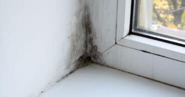 Who is responsible for mould landlord or tenant