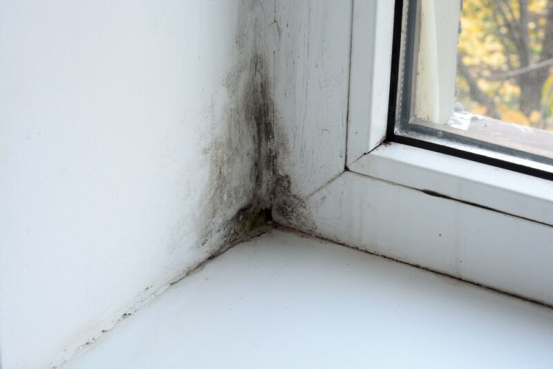 Who is responsible for mould landlord or tenant